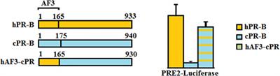 Molecular Signaling of Progesterone, Growth Hormone, Wnt, and HER in Mammary Glands of Dogs, Rodents, and Humans: New Treatment Target Identification